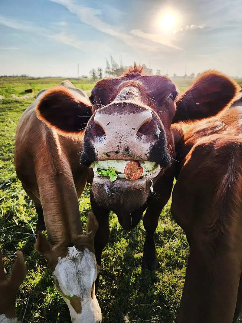 a happy cow eating food waste