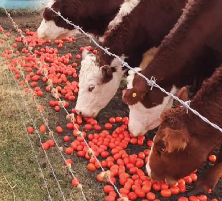 cows eating grocery store food not fit for human consumption