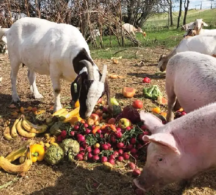 Farm animals eating food from Loop